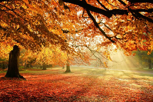 LIGHT THROUGH THE FOLIAGE OF AUTUMN TREES