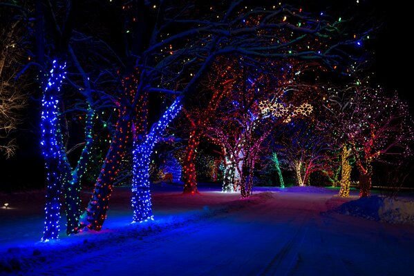 Kolorowe światła na drzewach w zimowym parku
