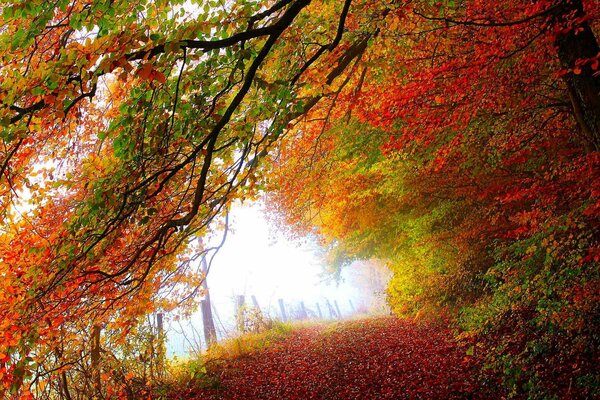 Alberi colorati luminosi nel parco in autunno