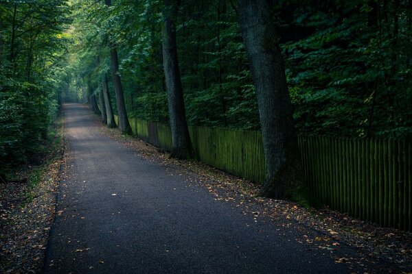 A car road in a dense high forest