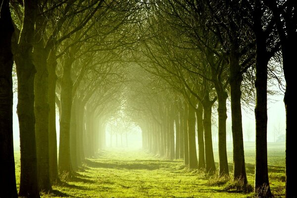 Rows of trees on a sunny day