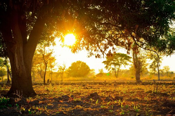 El sol brilla a través de las ramas de los árboles