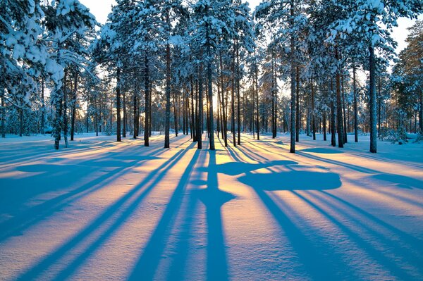 Aube dans la forêt enneigée d hiver