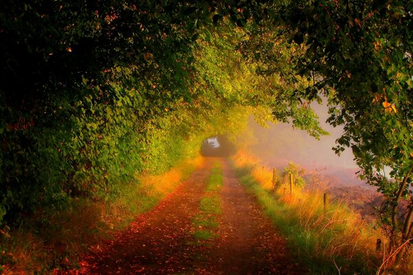 Arche colorée des arbres