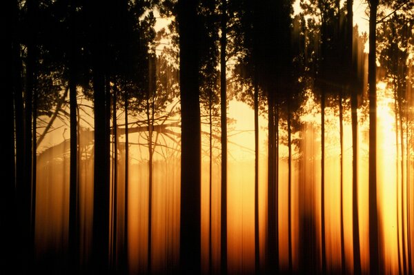 Die Strahlen der untergehenden Sonne brechen durch die Baumstämme