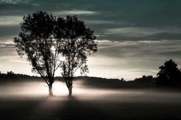 Two trees in a foggy field