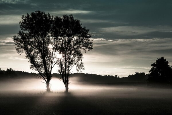 Deux arbres dans un champ brumeux