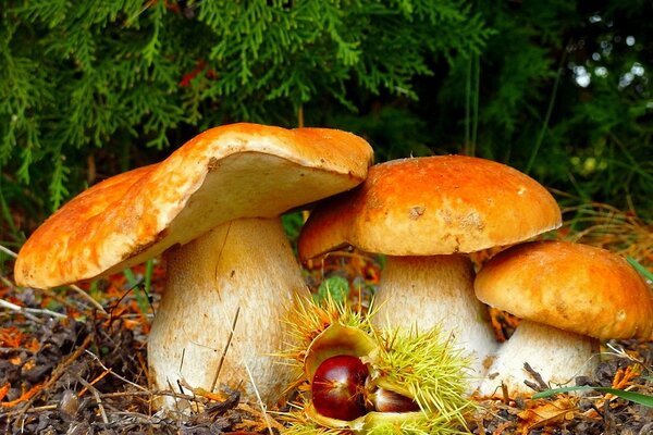 Mushroom autumn in the forest. Chestnuts