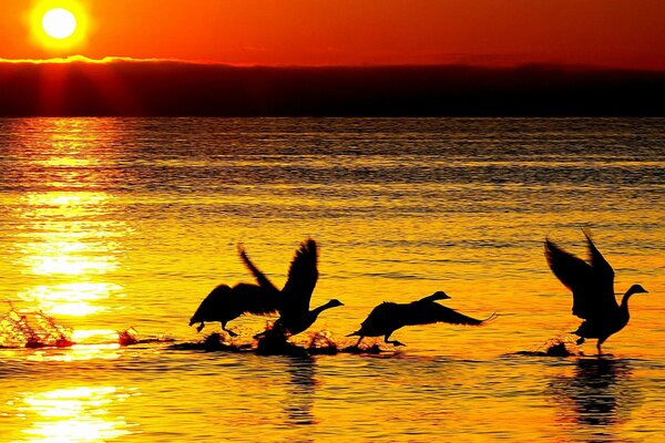 Aves que despegan del agua en medio de la puesta de sol