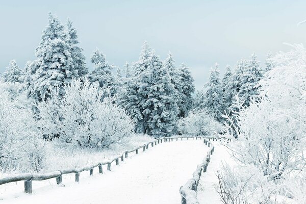 A snow-covered road leading into a dense forest