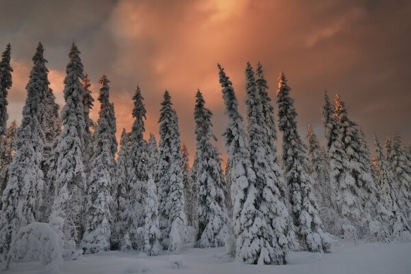 Árboles de Navidad cubiertos de nieve en los destellos de la puesta de sol en la noche de invierno