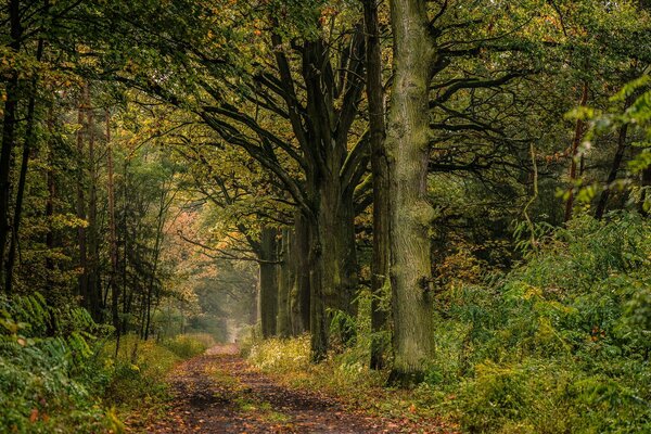 Waldweg im Eichenhain