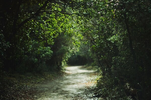 The mysterious road of the green forest