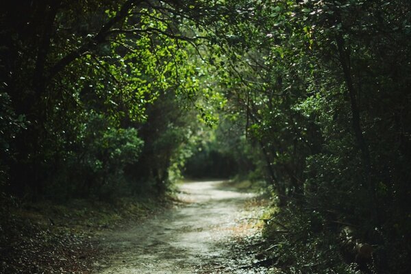 Route mystérieuse de la forêt verte