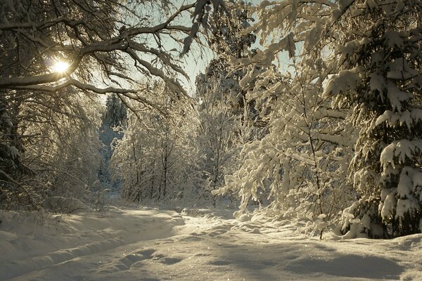 Paesaggio invernale nella foresta