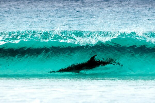Delfin w szalejącej fali