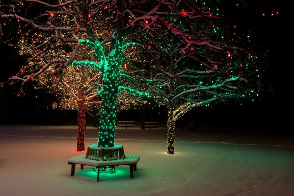 Árboles en luces de año nuevo en el parque de invierno