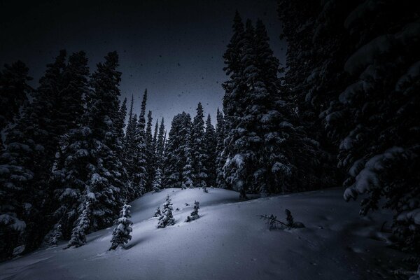 Nachtwald mit Schnee bedeckt