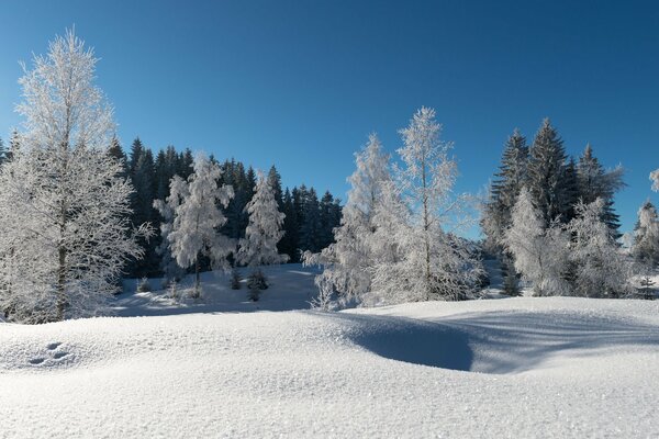 Alberi coperti di brina su un cielo blu