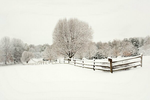 Paisaje cubierto de nieve, cerca de madera y bosque