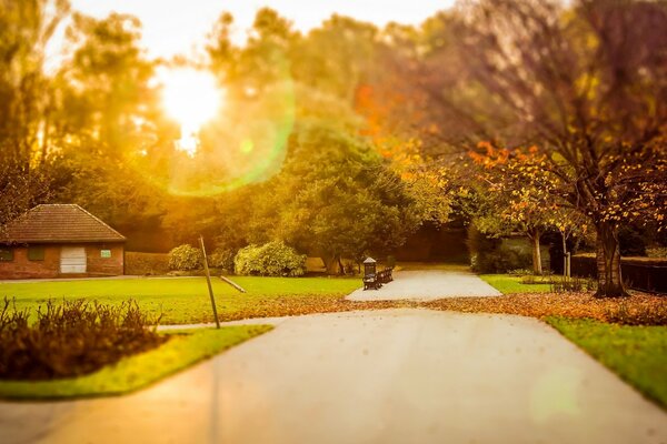 A leafy path along the road