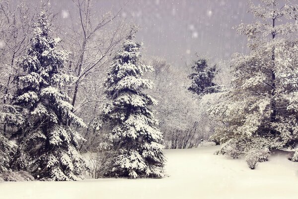 Snowy landscape of the forest in the cold season