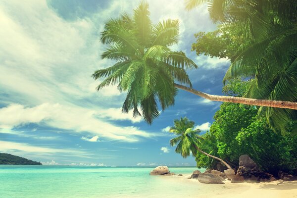A tropical island with a sandy beach and large palm trees