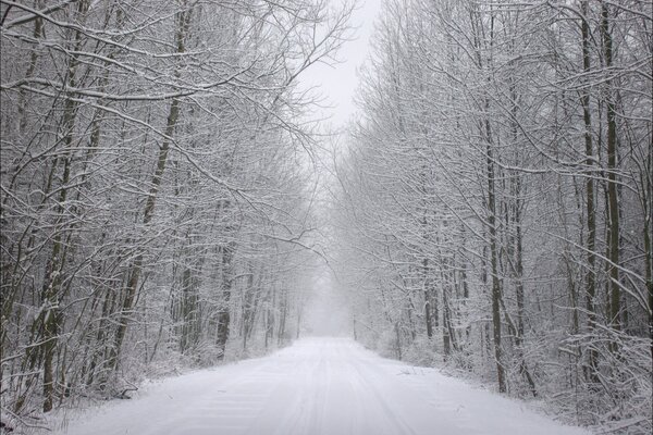 Frost und Schnee auf den Bäumen im Wald