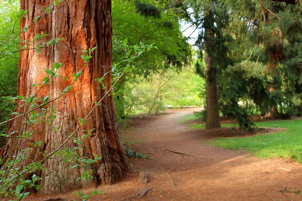 A friendly path in a pine forest