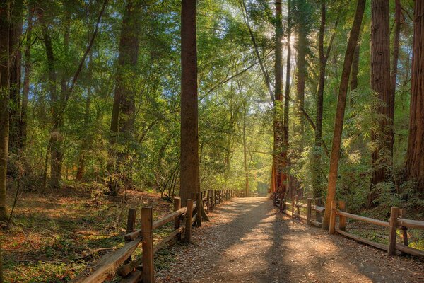 Journée ensoleillée dans la forêt d été