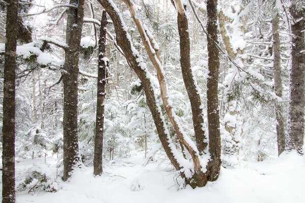 Alberi nella foresta in inverno nevoso