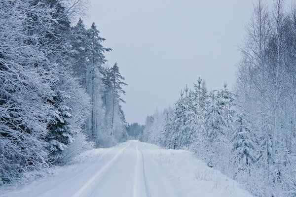 A road among snow-covered fir trees