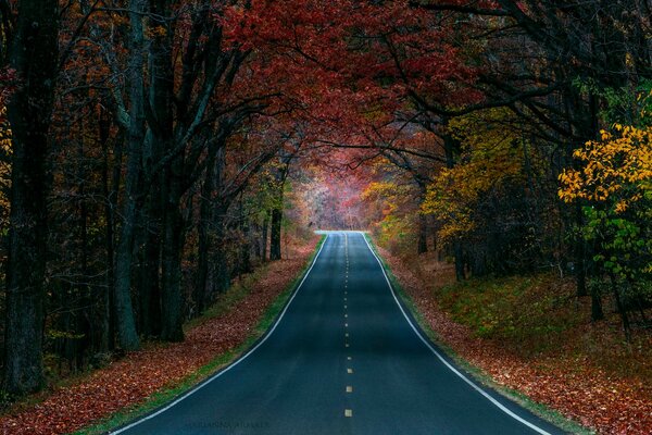 The road rushes into the distance through the autumn forest a forest path in an oak grove