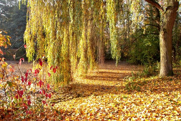 Parque de otoño. Follaje caído bajo los pies