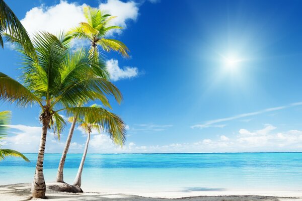 Природа с райским пляжем и пальмами