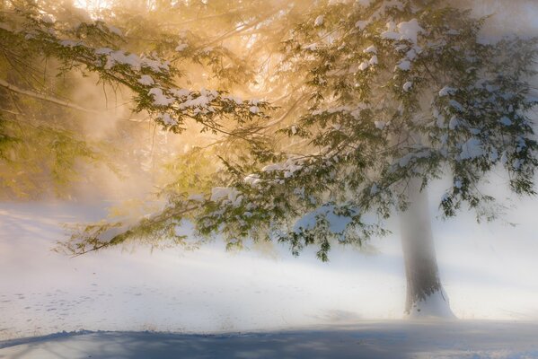 La luce del sole si fa strada attraverso la nebbia in inverno