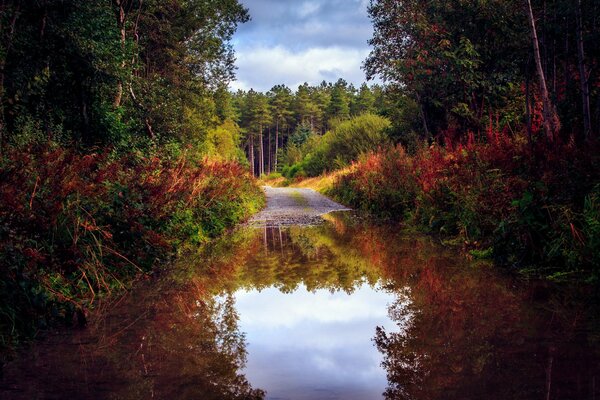 Unusual colors of autumn in the reflection of water against the background of a road, dense forests and a white-blue sky