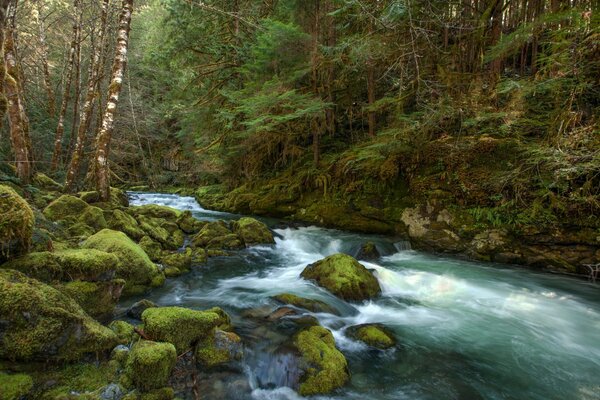 Photo de forêt rivière dans les montagnes