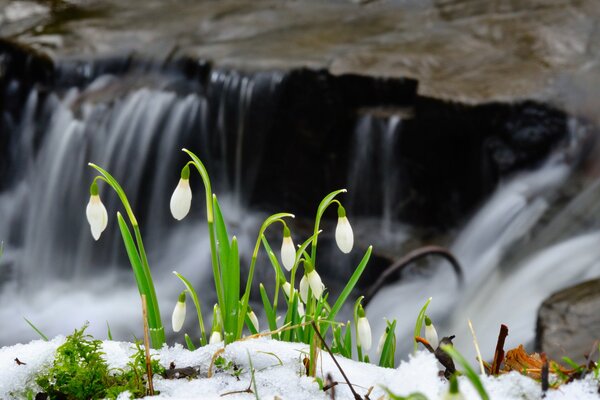 Schneeglöckchen im Frühling im Wald