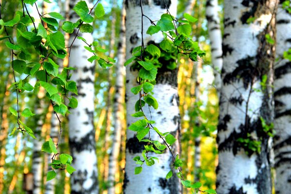 Beautiful birch forest at dawn