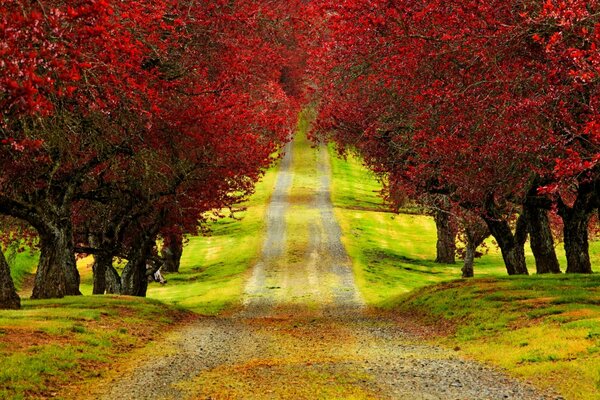 El Camino de otoño que va a la distancia