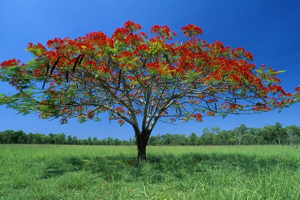 Albero con fiori rosso vivo nel campo