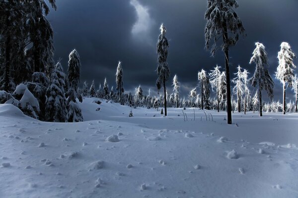 Düsterer Winterwald mit Schneeverwehungen