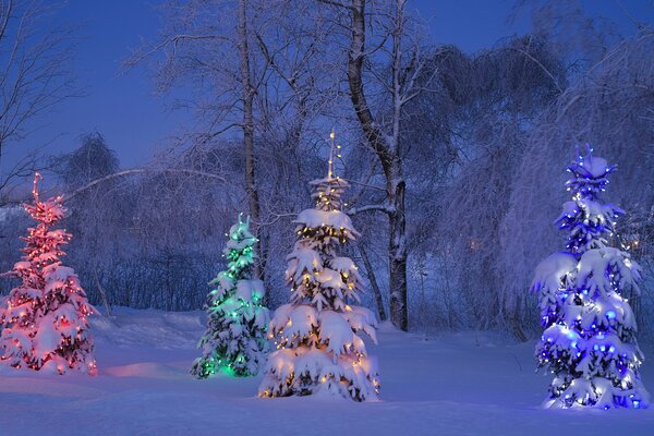 Lumières de guirlande multicolore sur les sapins dans la forêt pendant la nuit