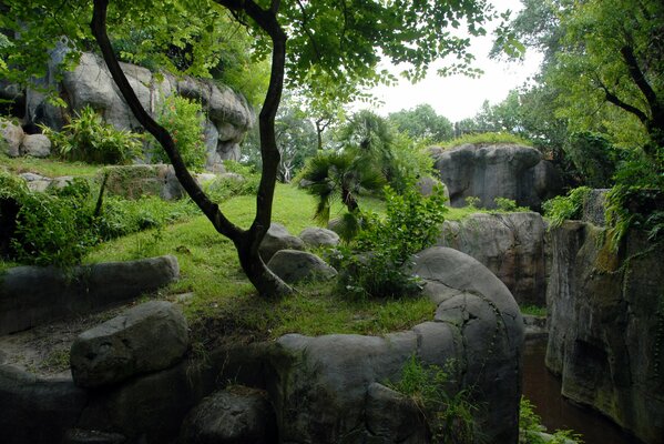 Pierres et verdure dans la forêt avec des rochers