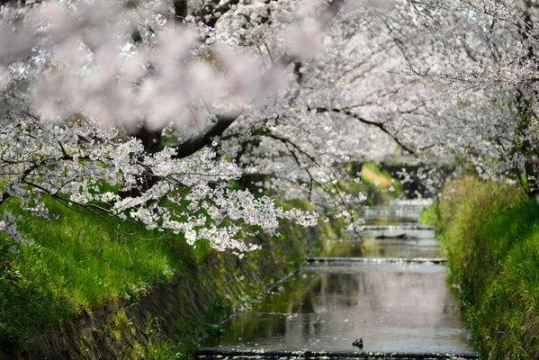 Fioritura primaverile degli alberi sopra il canale