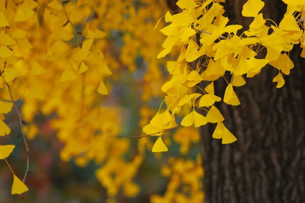 Goldener Herbst im September