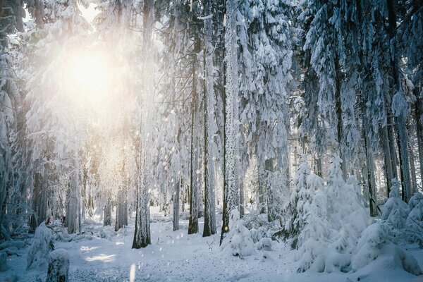 German snow-covered forest in the morning