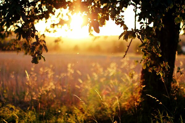 Champ sur fond de soleil couchant