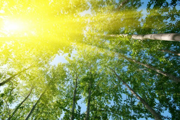 I raggi del sole illuminano le cime degli alberi